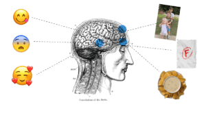 Visual representation of convolutions of the brain